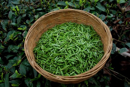 河北茶叶市场-河北茶叶零售市场-河北茶叶零售中间
