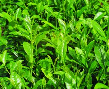 为甚么挑选茶叶店加盟更有前程？