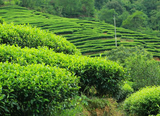绿茶感化与功能--绿茶的忌讳