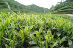 你不晓得的一些要了你的命品茗体例！